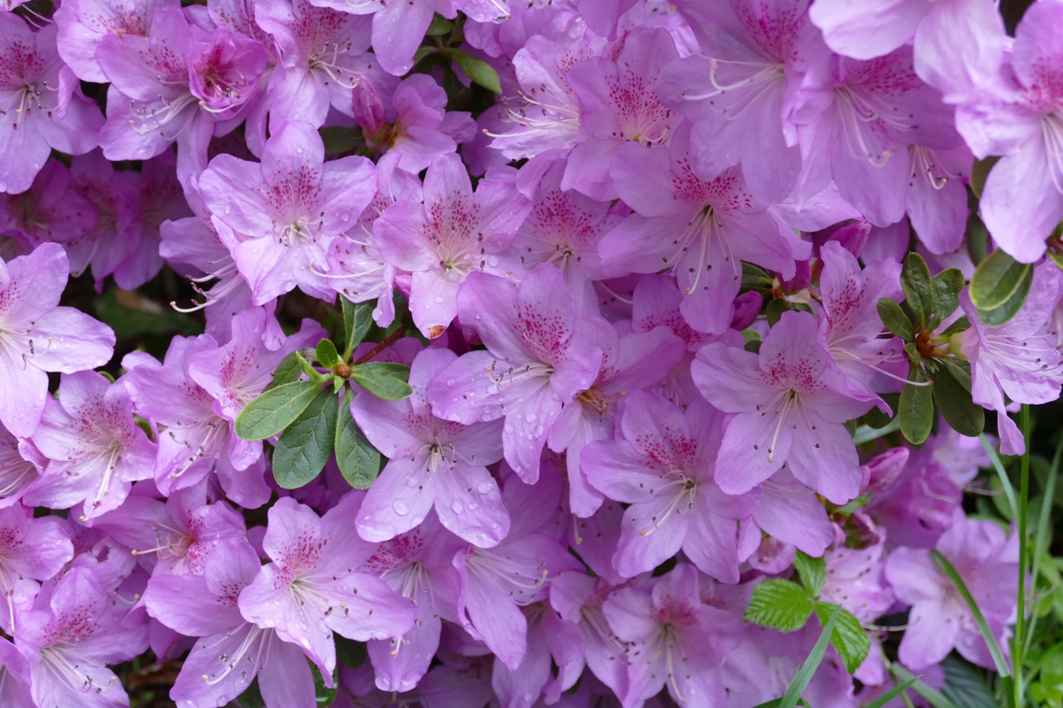 Hyde Azalea Beattie image